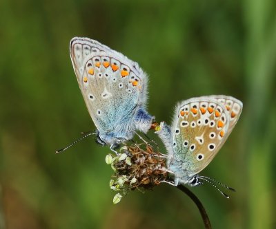 Icarusblauwtjes - Common Blues
