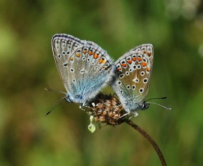 Icarusblauwtjes - Common Blues