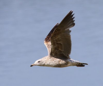 Kleine Mantelmeeuw - Lesser Black-backed Gull