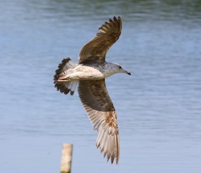 Kleine Mantelmeeuw - Lesser Black-backed Gull