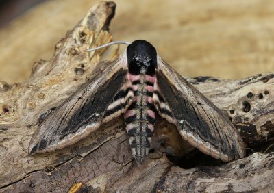 Ligusterpijlstaart - Privet Hawk-moth