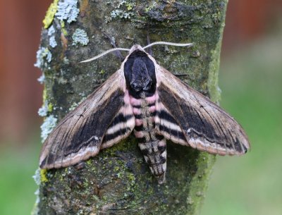 Ligusterpijlstaart - Privet Hawk-moth