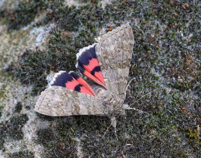 Rood Weeskind - Red Underwing