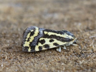 Panteruiltje - Spotted Sulphur