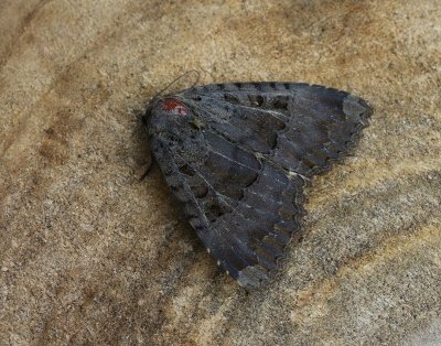 Zwart Weeskind - Black Underwing