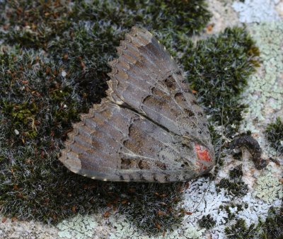 Zwart Weeskind - Black Underwing