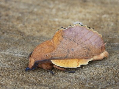 Eikenblad - The Lappet