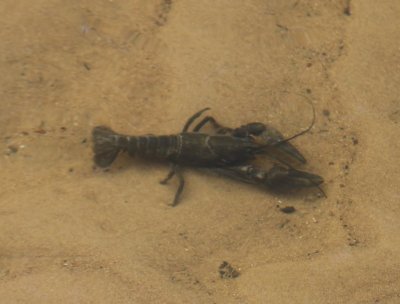 Amerikaanse Rivierkreeft - American Crayfish