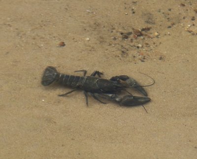 Amerikaanse Rivierkreeft - American Crayfish