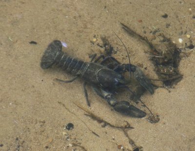 Amerikaanse Rivierkreeft - American Crayfish