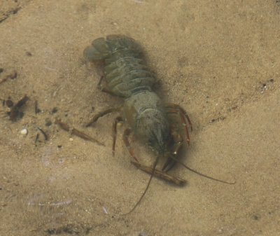 Amerikaanse Rivierkreeft - American Crayfish