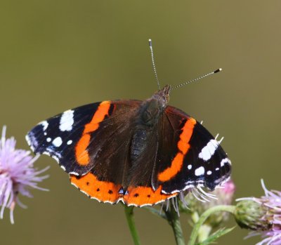 Atalanta - Red Admiral