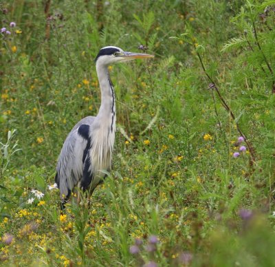 Blauwe Reiger - Grey Heron