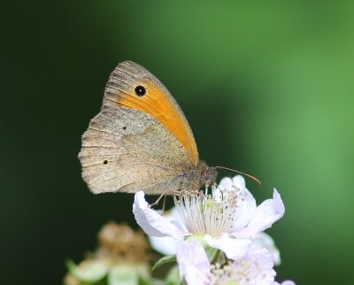 Bruin Zandoogje - Meadow Brown