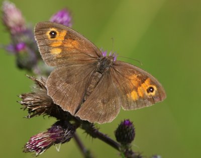 Bruin Zandoogje - Meadow Brown