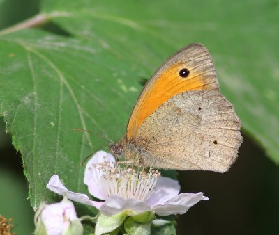 Bruin Zandoogje - Meadow Brown