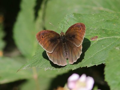 Bruin Zandoogje - Meadow Brown