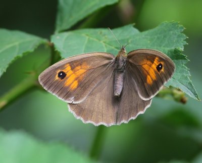 Bruin Zandoogje - Meadow Brown