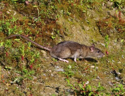Bruine Rat - Brown Rat
