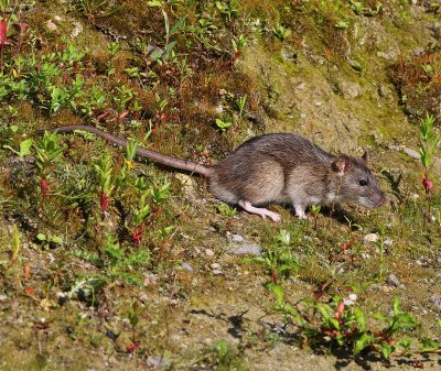 Bruine Rat - Brown Rat
