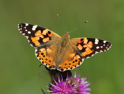 Distelvlinder - Painted Lady