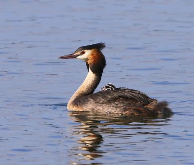Fuut - Great Crested Grebe