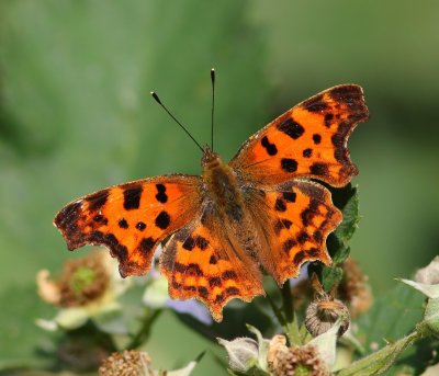 Gehakkelde Aurelia - Comma Butterfly