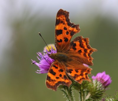 Gehakkelde Aurelia - Comma Butterfly