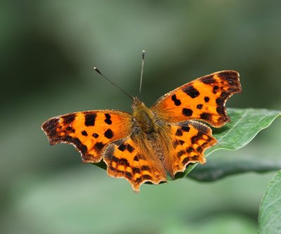 Gehakkelde Aurelia - Comma Butterfly