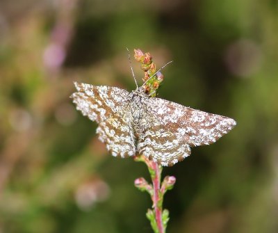 Gewone Heispanner - Common Heath