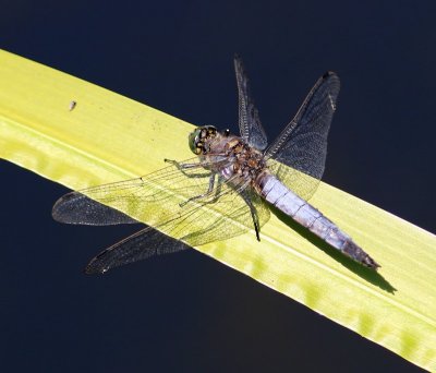 Gewone Oeverlibel - Black-tailed Skimmer