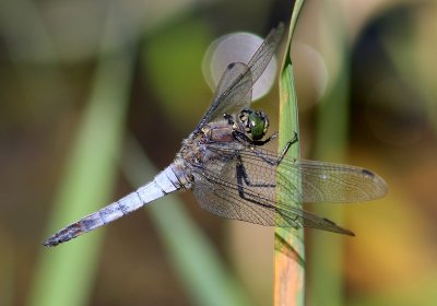 Gewone Oeverlibel - Black-tailed Skimmer