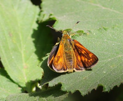 Groot Dikkopje - Large Skipper
