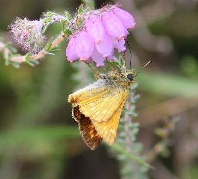Groot Dikkopje - Large Skipper