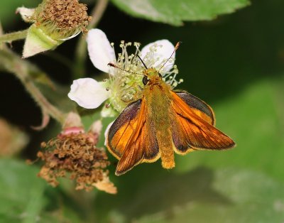 Groot Dikkopje - Large Skipper