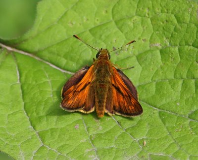 Groot Dikkopje - Large Skipper