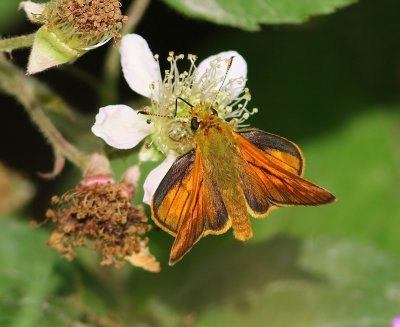 Groot Dikkopje - Large Skipper
