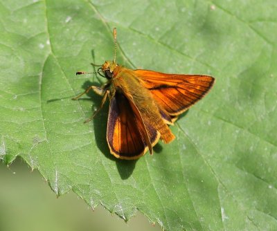 Groot Dikkopje - Large Skipper