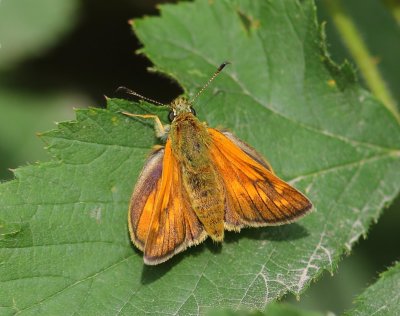 Groot Dikkopje - Large Skipper