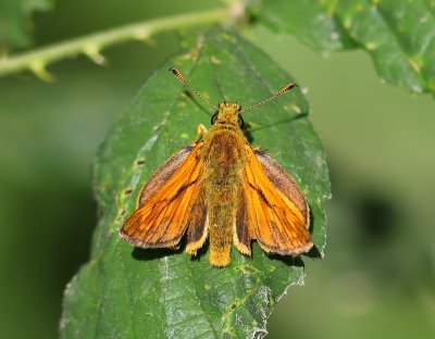 Groot Dikkopje - Large Skipper