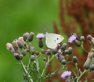 Groot Koolwitje - Large White