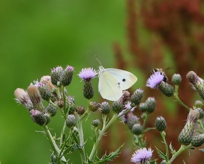 Groot Koolwitje - Large White