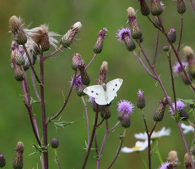 Groot Koolwitje - Large White
