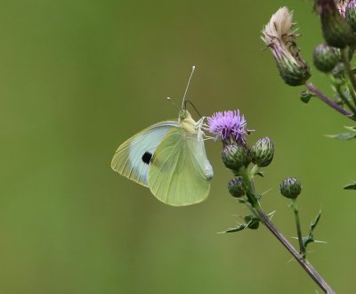 Groot Koolwitje - Large White