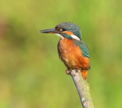 IJsvogel - Common Kingfisher