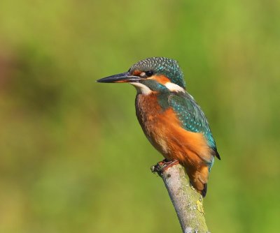 IJsvogel - Common Kingfisher