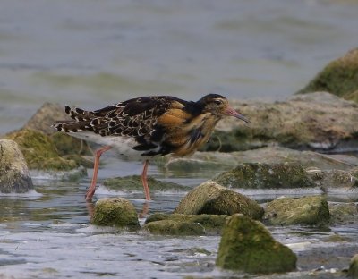 Kemphaan - Ruff