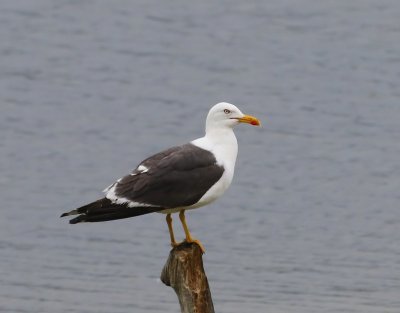 Kleine Mantelmeeuw - Lesser Black-backed Gull