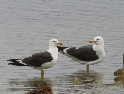 Kleine Mantelmeeuwen - Lesser Black-backed Gulls