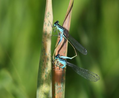 Lantaarntjes - Blue-tailed Damselflies